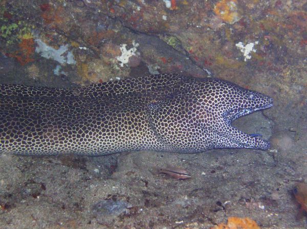Murene leopard Honeycomb moray Gymnothorax favagineus